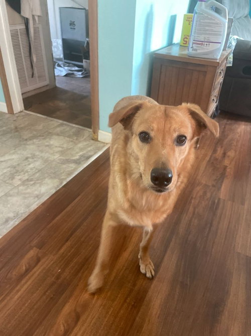 GAIL - Labrador Retriever / Collie available for adoption