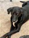 adoptable Dog in weatherford, TX named Pappy