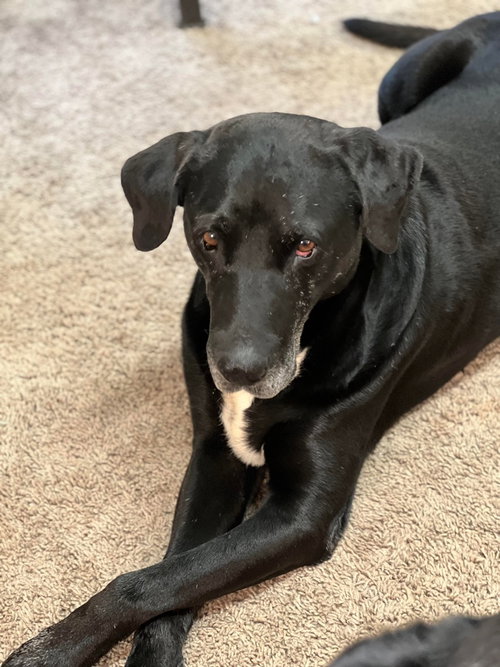PAPPY - Labrador Retriever available for adoption