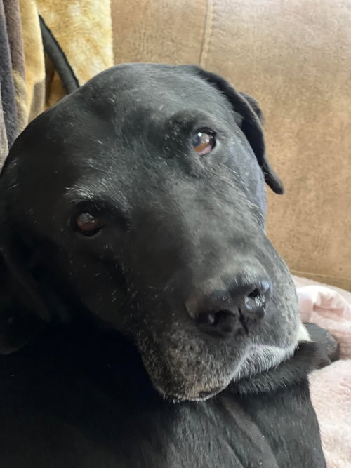 PAPPY - Labrador Retriever available for adoption