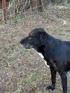 Pappy - Photo 4