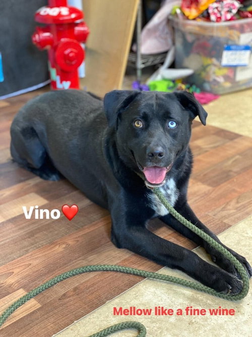 VINO - Labrador Retriever available for adoption