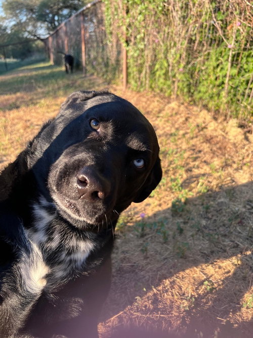 VINO - Labrador Retriever available for adoption