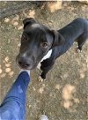 adoptable Dog in weatherford, TX named Yani