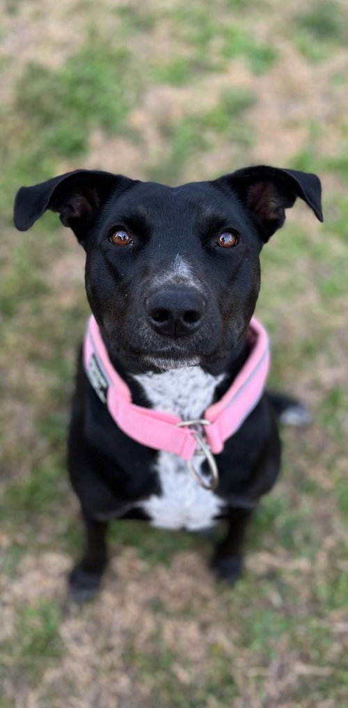 CUTIE - Black Labrador Retriever available for adoption