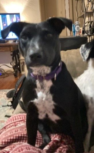 CUTIE - Black Labrador Retriever available for adoption