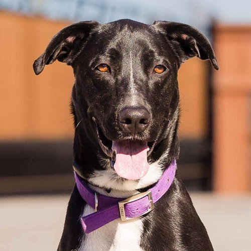 GUSTO - McNab / Great Dane available for adoption