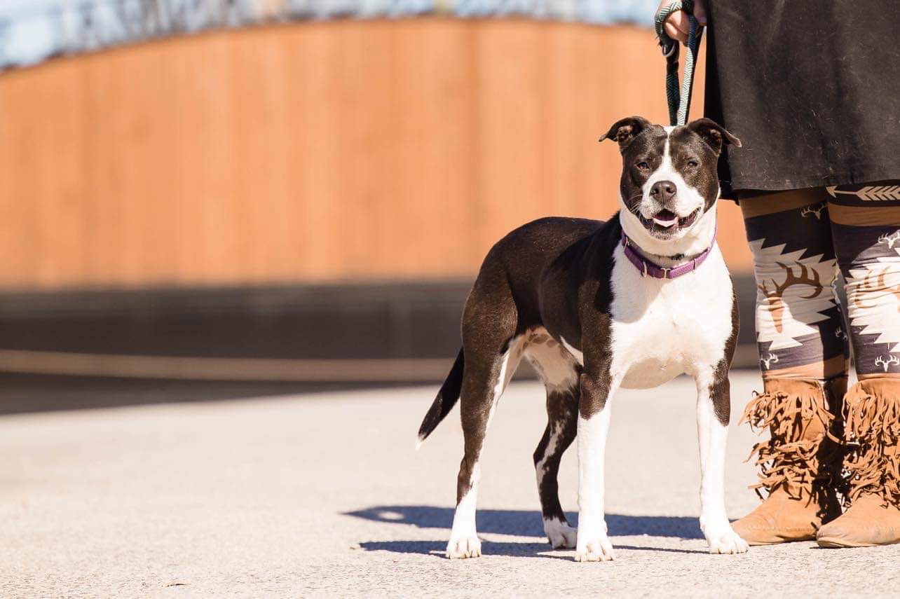 adoptable Dog in Weatherford, TX named Electra