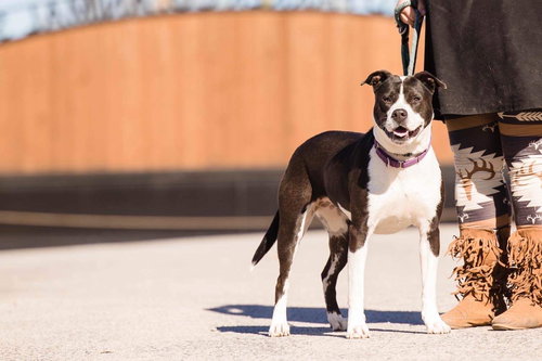 ELECTRA - Pit Bull Terrier / Husky available for adoption