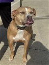adoptable Dog in  named Chico