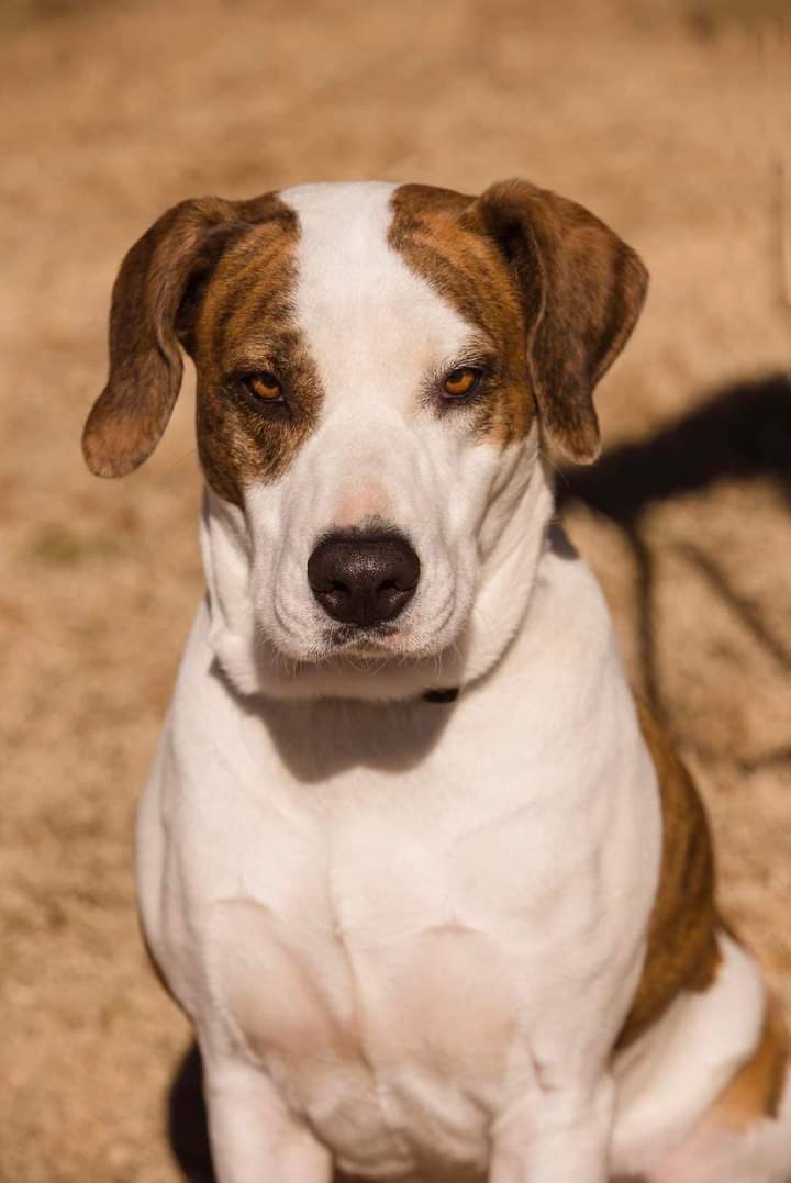 adoptable Dog in Weatherford, TX named Sweetie