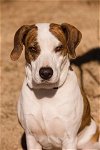adoptable Dog in weatherford, TX named Sweetie