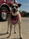 adoptable Dog in weatherford, TX named Miley Mae