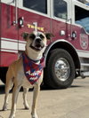 Miley Mae - Photo 4