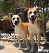 Miley Mae - Photo 10
