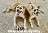 Miley Mae - Photo 15