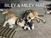 Miley Mae - Photo 13