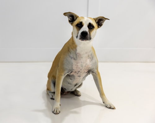 MILEY MAE - Shepherd available for adoption