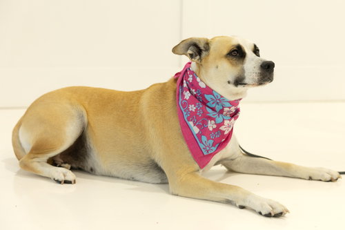 MILEY MAE - Shepherd available for adoption