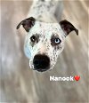 adoptable Dog in weatherford, TX named Nanook