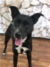 adoptable Dog in weatherford, TX named Olive