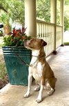 Moose - Photo 8