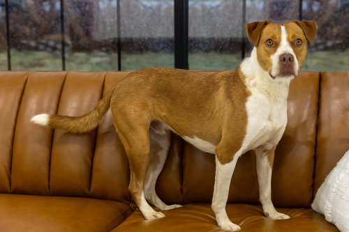 MOOSE - Pit Bull Terrier available for adoption