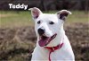 adoptable Dog in  named Teddy