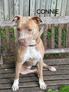 Connie - Photo 5