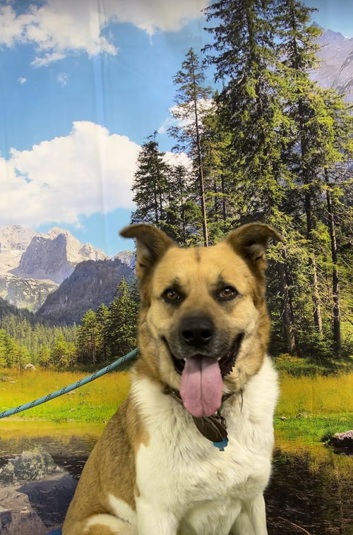 JUDGE - Shepherd available for adoption