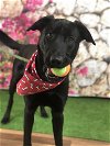 adoptable Dog in weatherford, TX named Digby