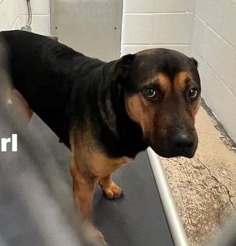 adoptable Dog in Weatherford, TX named Pearl