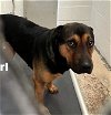 adoptable Dog in weatherford, TX named Pearl