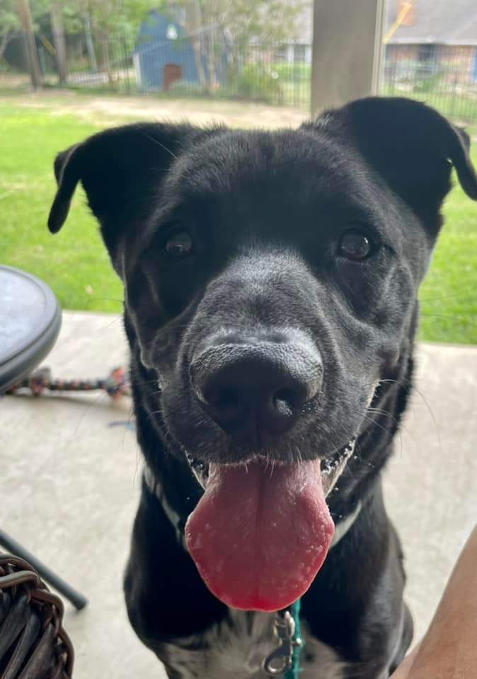 adoptable Dog in Weatherford, TX named Tapper