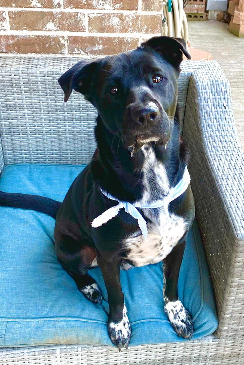 TAPPER - Labrador Retriever available for adoption