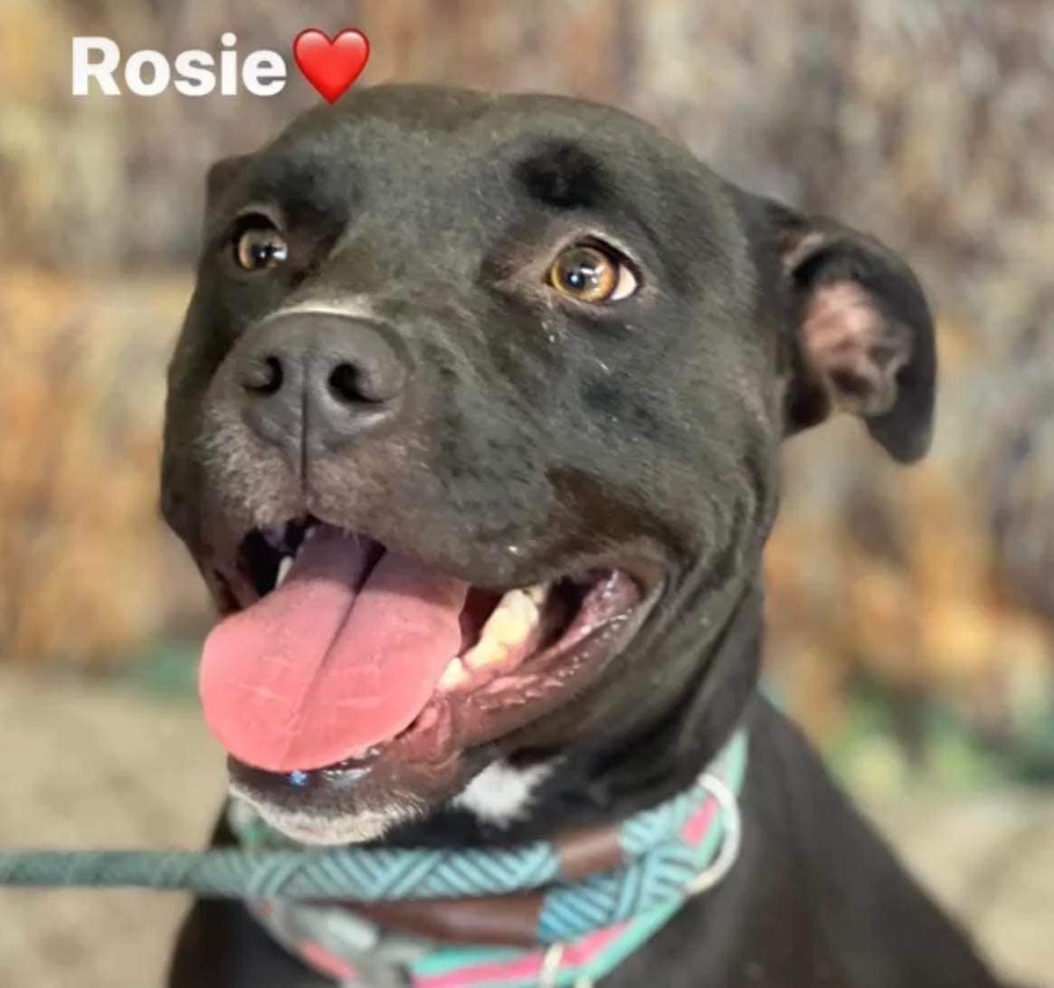 adoptable Dog in Weatherford, TX named Rosie