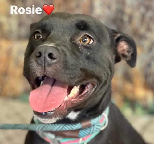 ROSIE - Pit Bull Terrier / Labrador Retriever available for adoption