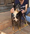 Roscoe - Photo 3