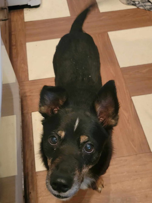 ROSCOE - Australian Shepherd available for adoption