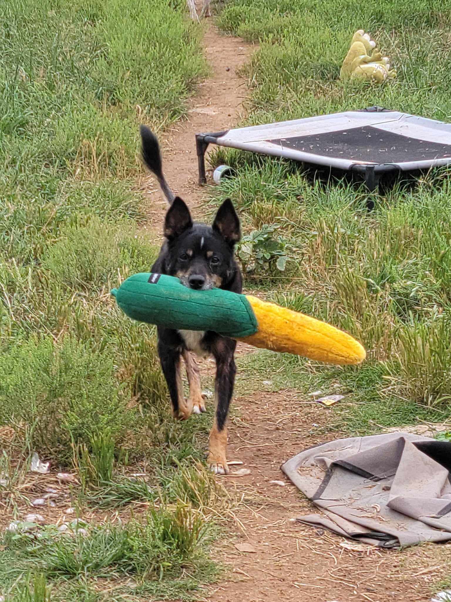 adoptable Dog in Weatherford, TX named Roscoe