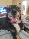 Roscoe - Photo 4