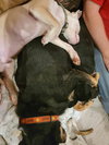 Roscoe - Photo 5