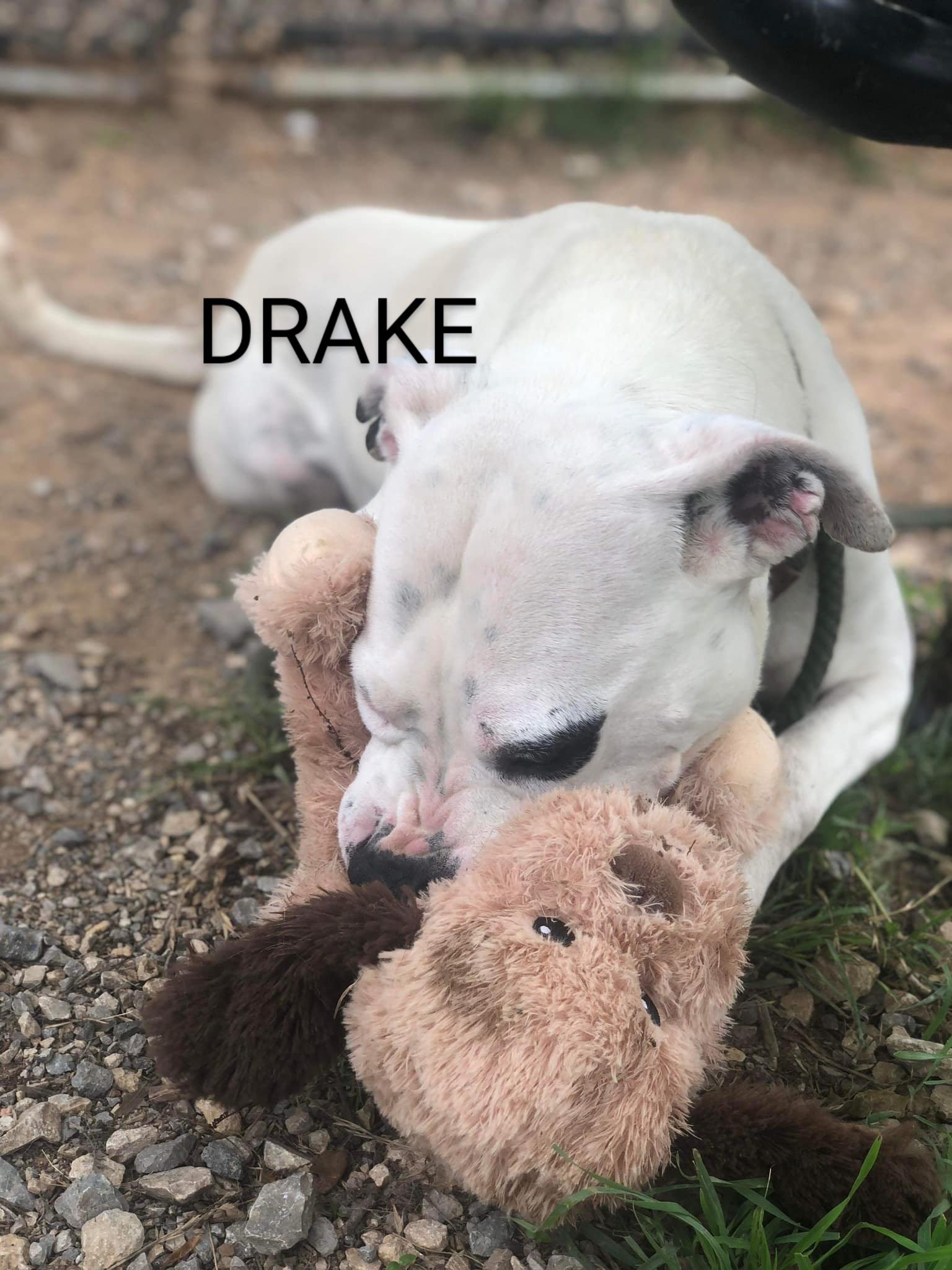 adoptable Dog in Weatherford, TX named Drake