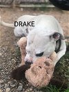 adoptable Dog in  named Drake