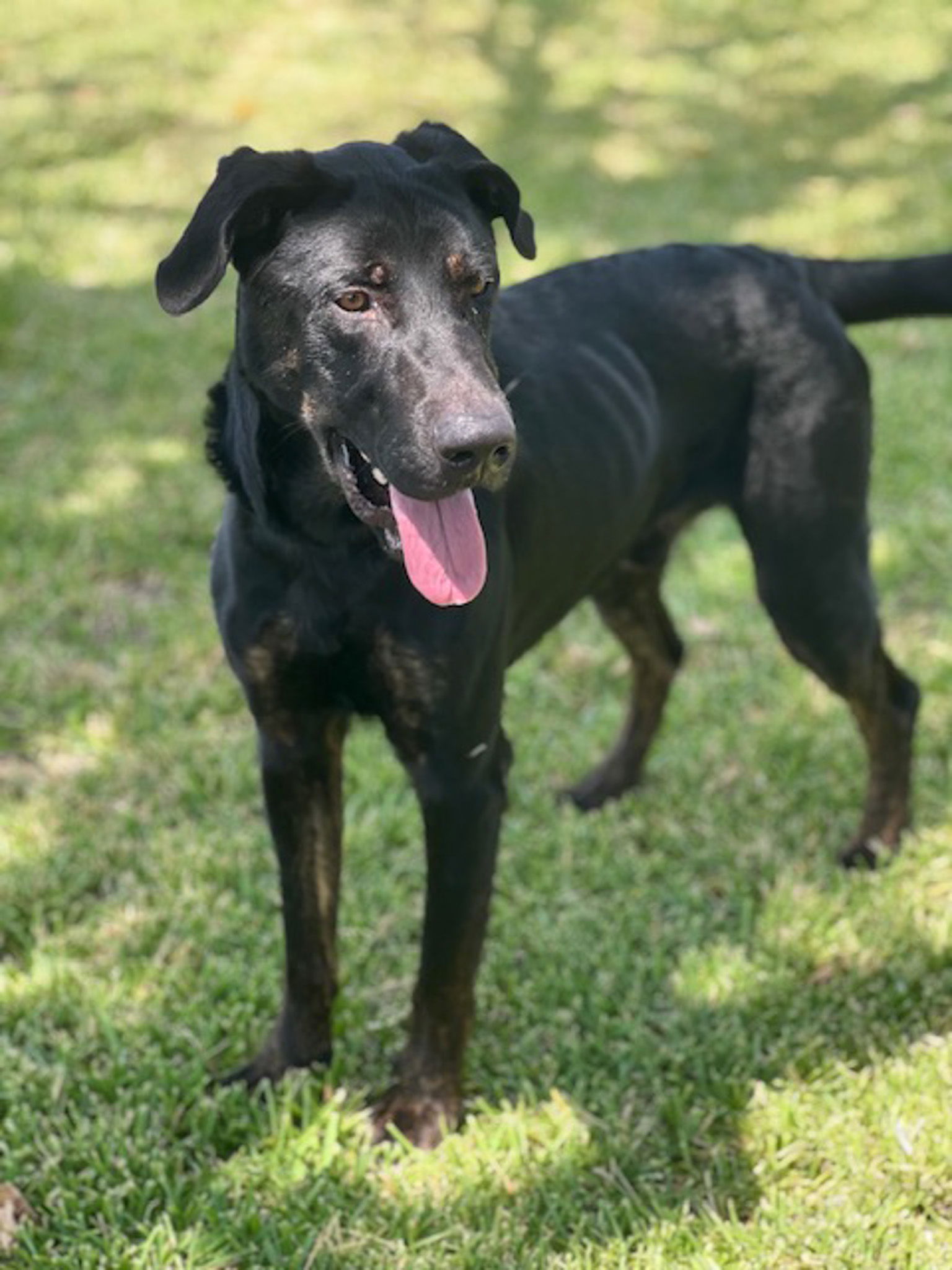 adoptable Dog in Weatherford, TX named Marco