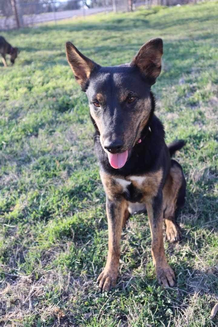 adoptable Dog in Weatherford, TX named Zelly