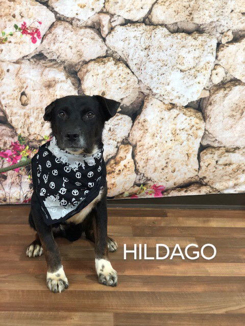 adoptable Dog in Weatherford, TX named Hildalgo