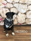 adoptable Dog in  named Hildalgo