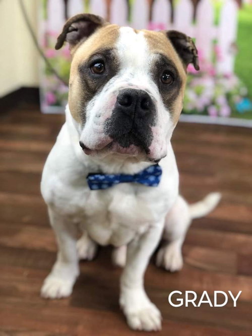 GRADY - American Bulldog available for adoption