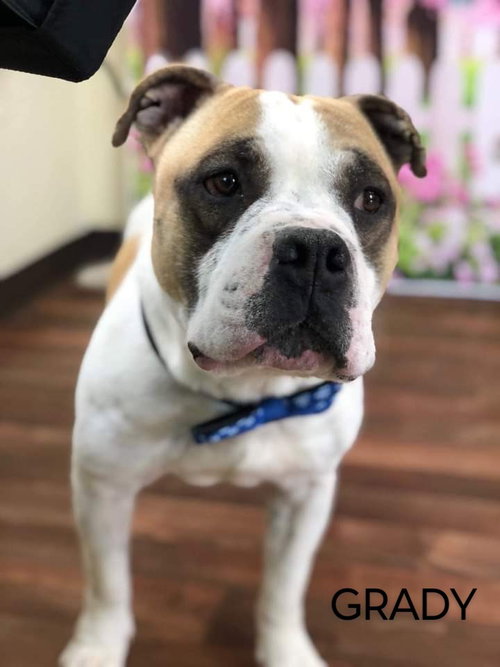 GRADY - American Bulldog available for adoption